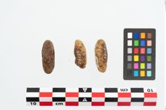 Foto von Bernsteinringperle (NHMW-PRAE-026170)